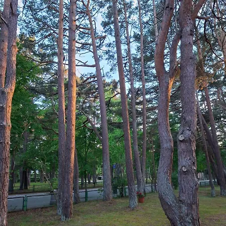 Gedimino 6 * 팔랑가